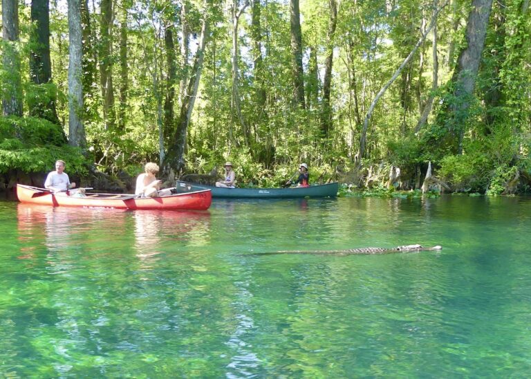 Alligator swimming in the Silver River