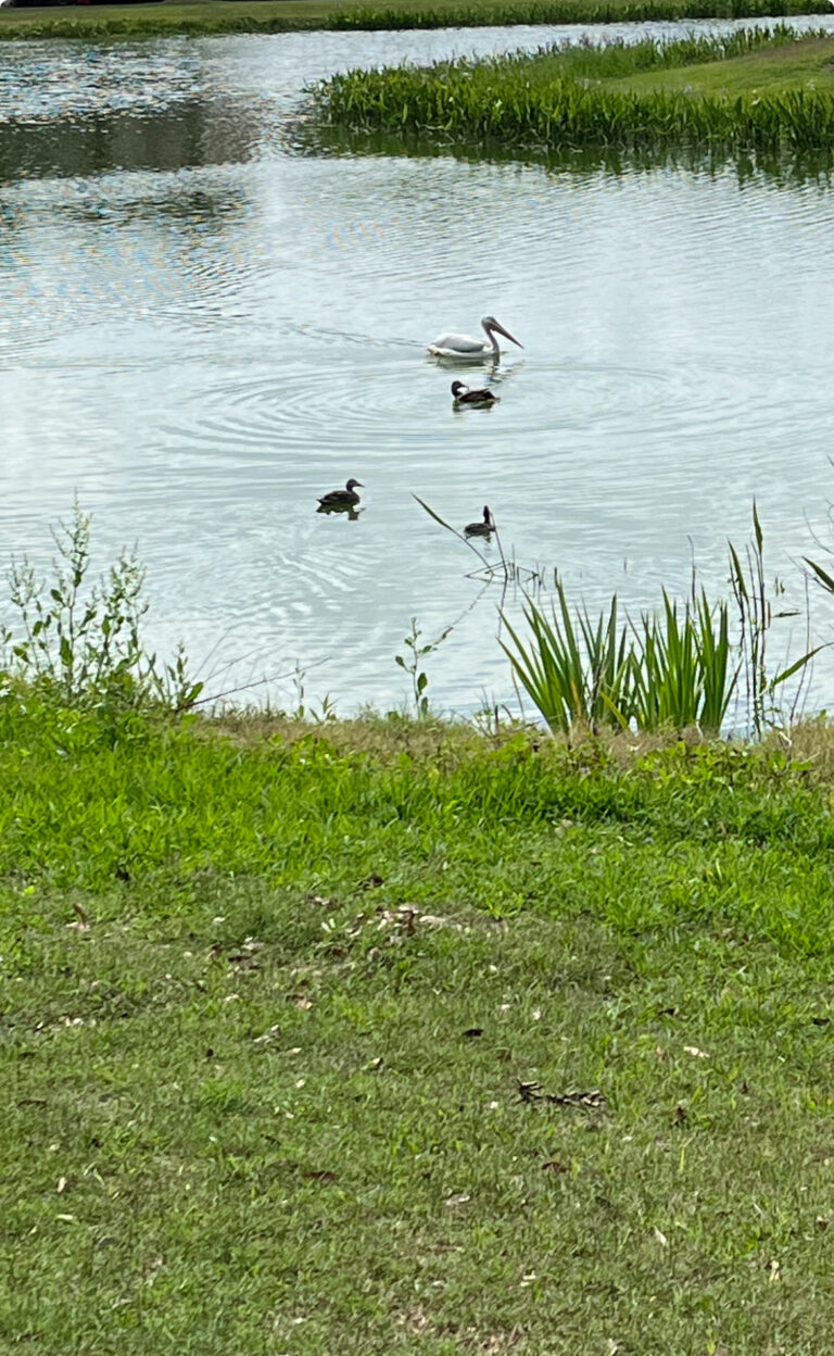 American white pelican at Oak Run in Ocala