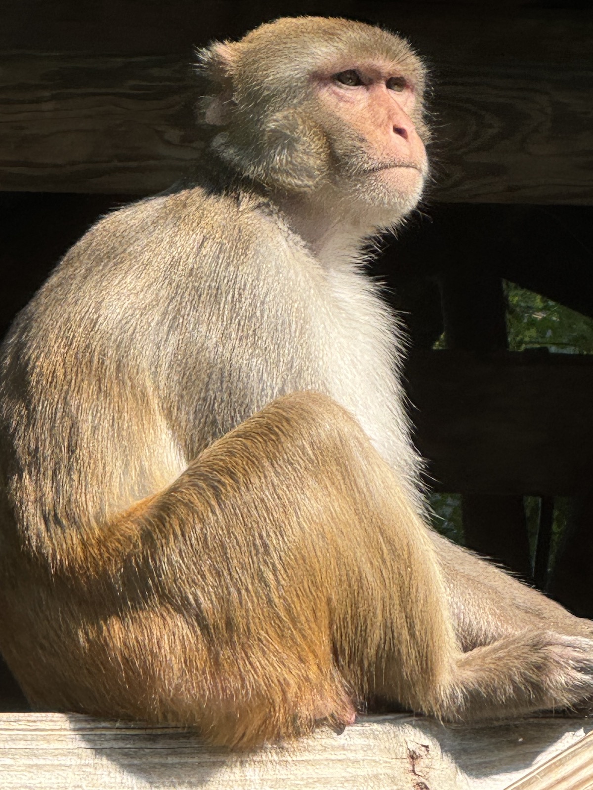 Monkey deep in thought on the Silver River