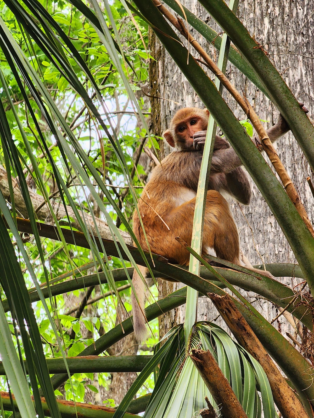 Monkey posing at Silver Springs State Park