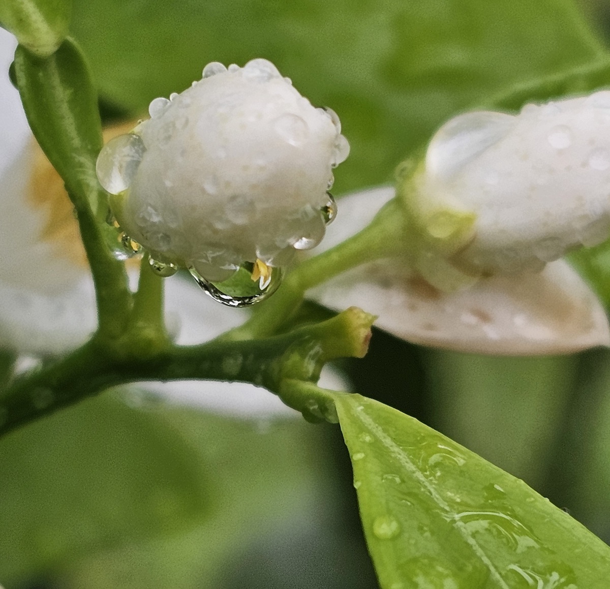 Orange blossom with morning dew at Salt Springs