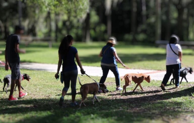 Pack Walk event at Silver Springs State Park Marion County Animal Services