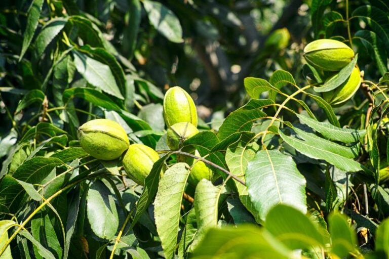 pecan tree closeup