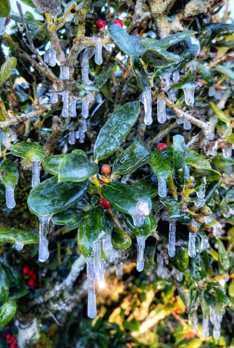 Winter Arrives In Oak Run In Ocala