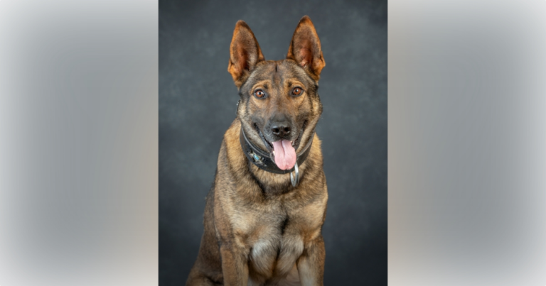 MCSO K9 Leo